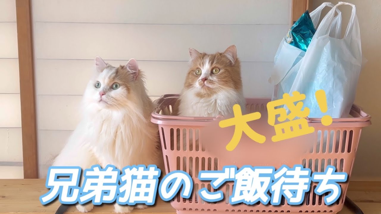 ［cat・ねこ・スコティッシュフォールド］ご飯待ちの兄弟猫が可愛い😍