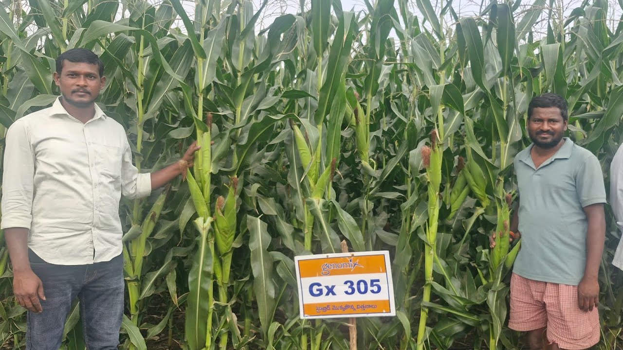 Genomix seeds Hybrid maize Gx305  జినోమిక్స్ మొక్కజొన్న Gx 305