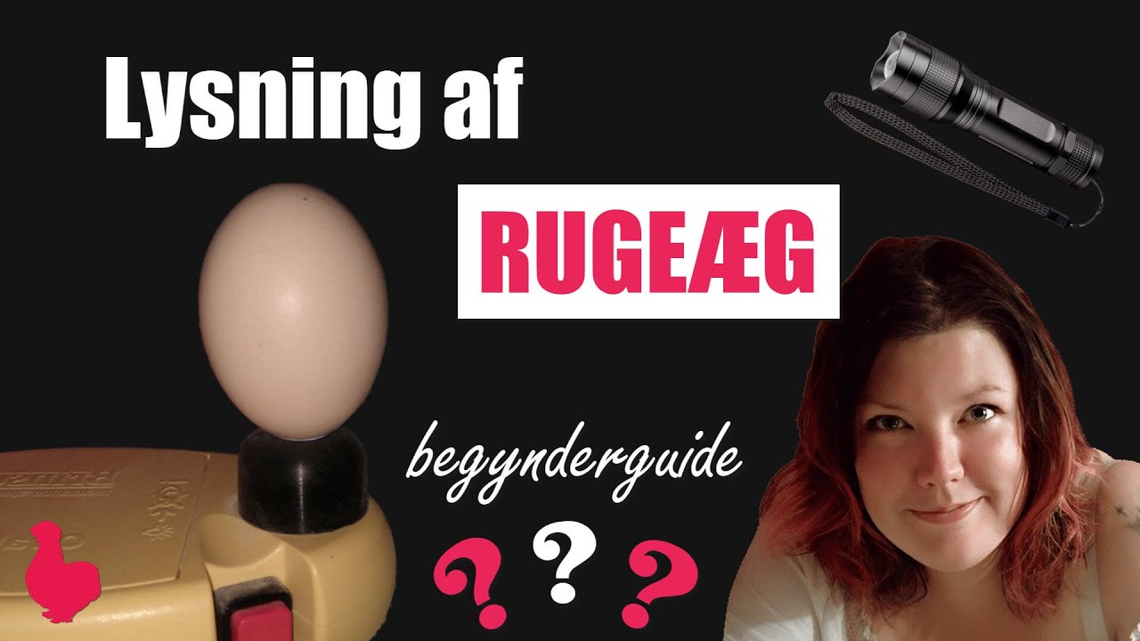 Lysning af rugeæg - Begynderguide