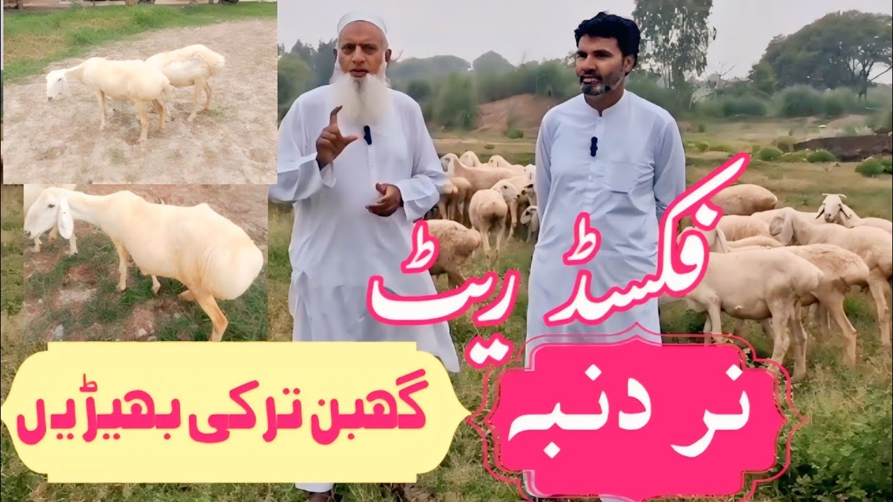 گھبن ترکی بھیڑیں خریدیں امریکی شہری سے اور سیکھیں دنبہ فارمنگ کے لاجواب گر