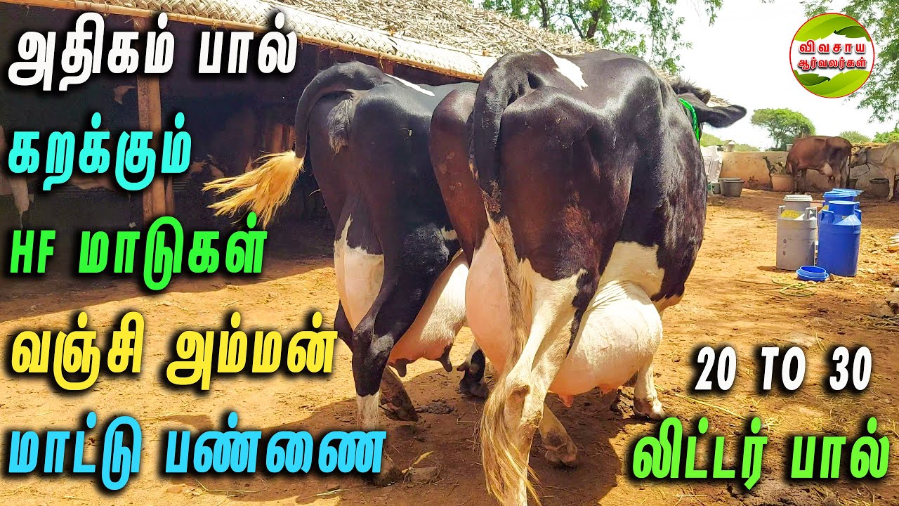 20 TO 30 லிட்டர் பால் கறக்கும் மாடுகள்|வஞ்சி அம்மன் மாட்டு பண்ணை|பழனி  #vivasayaarvalargal #cows