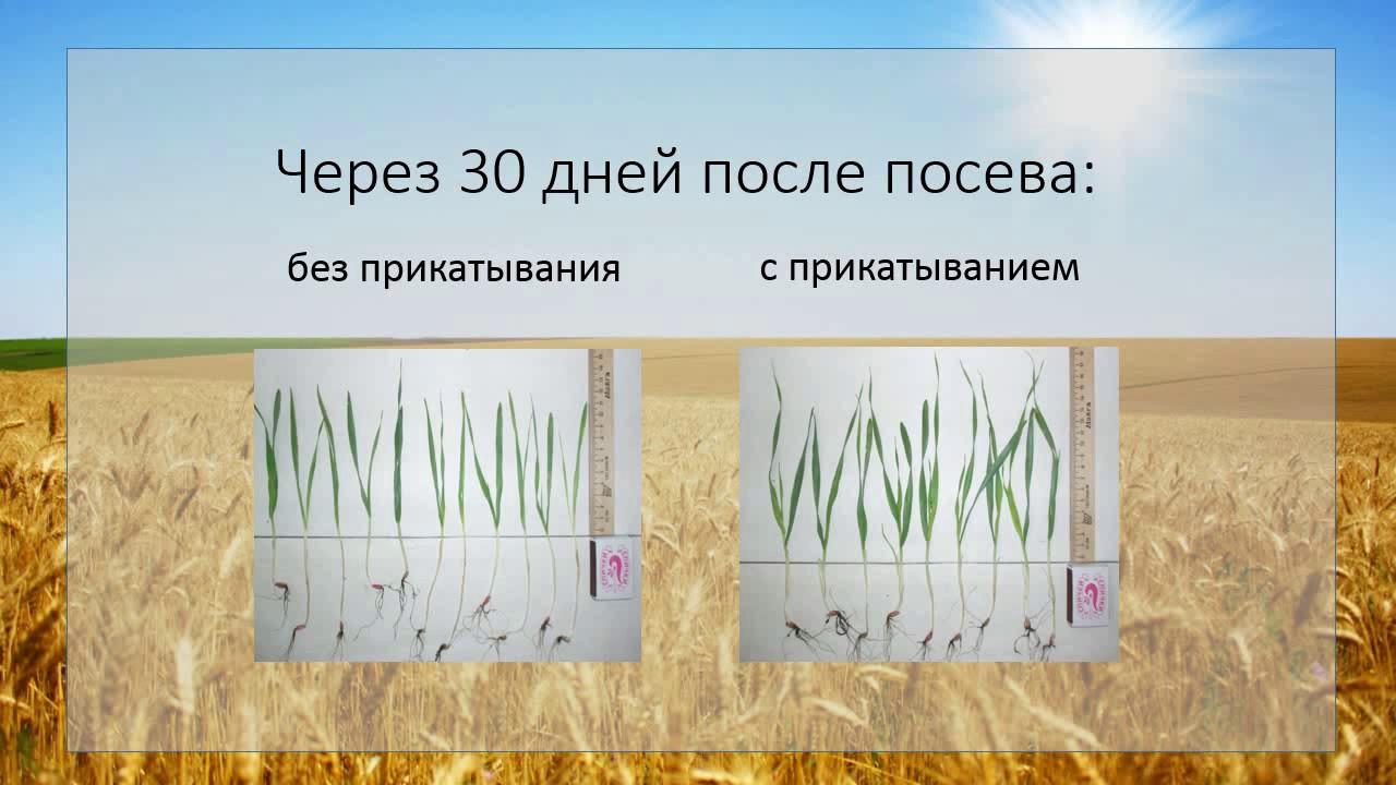 Послепосевное прикатывание - рост урожайности на 17,5 %