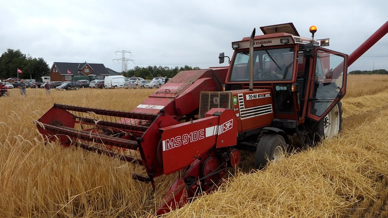 Fiat 70-90 in the field Harvesting Barley w/ JF MS910E combine harvester | Harvest Season 2022