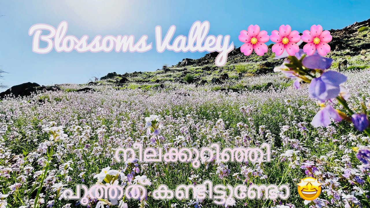 Blossoms Valley 🌸 | എമറാത്തിൽ നീലക്കുറിഞ്ഞി പൂത്തത് കണ്ടിട്ടുണ്ടോ 🤩🤓 | Flower Valley UAE 🇦🇪 |