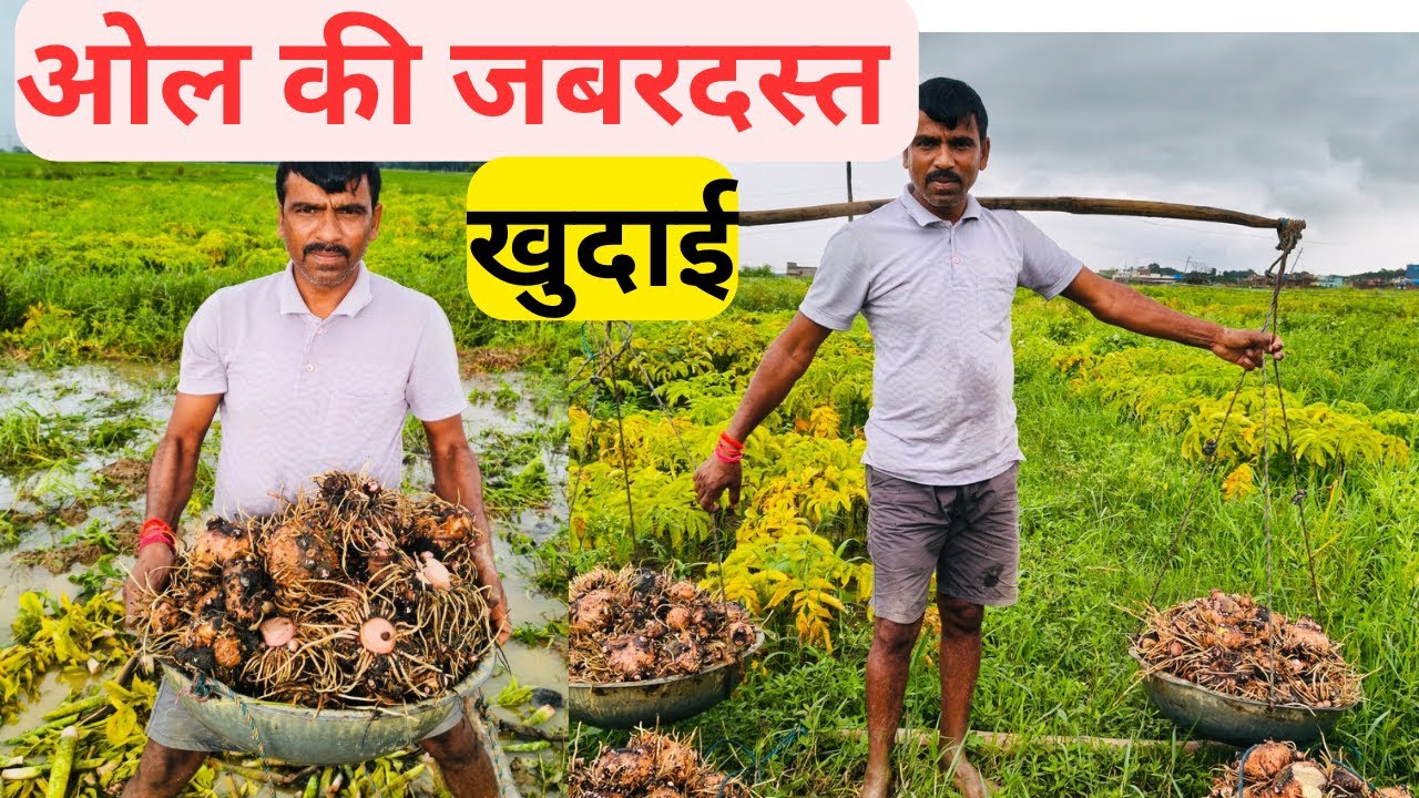 OL की खुदाई शुरू – जानिए पूरा प्रोसेस और टिप्स
