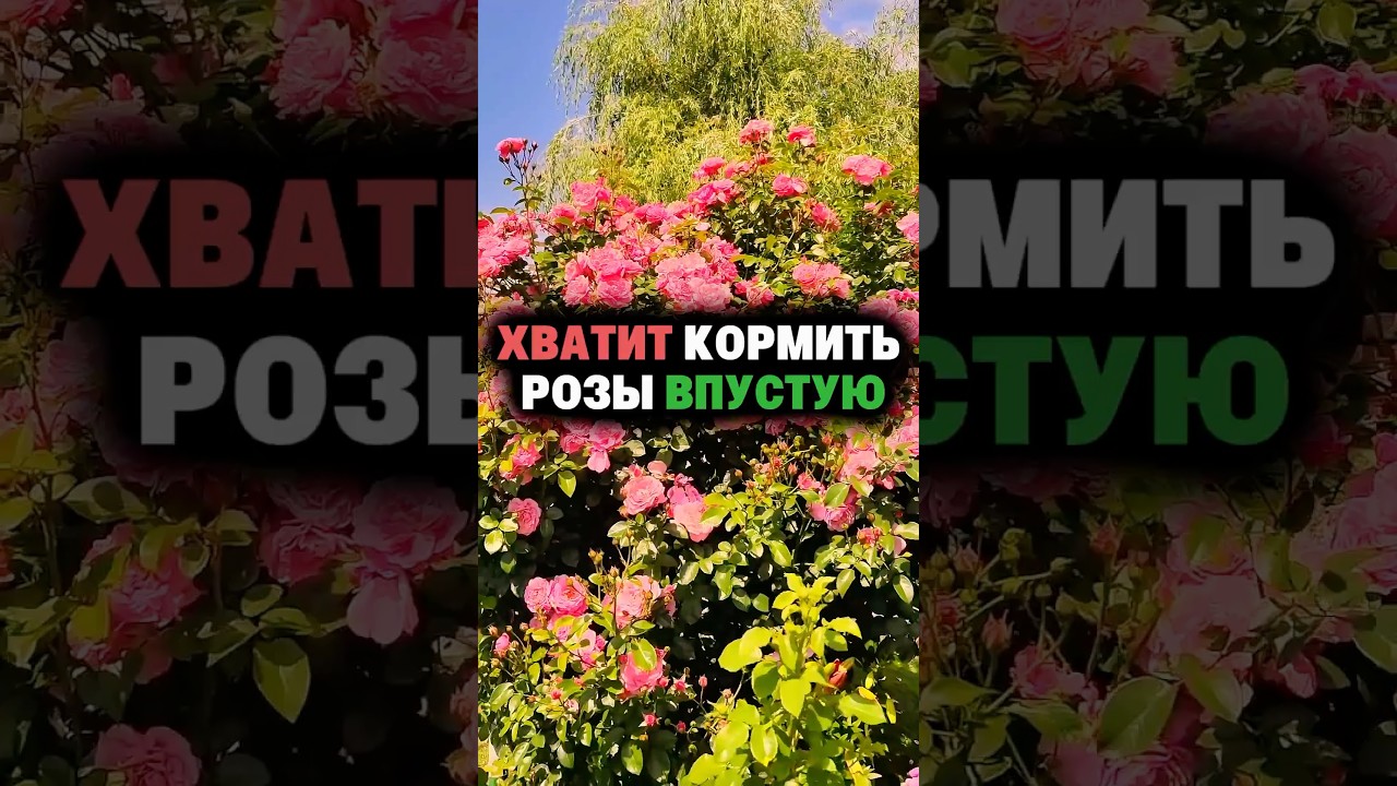 Хочешь пышные кусты роз? Сделай так #розы  #цветы  #кусты  #обработка  #подкормки  #сад #огород