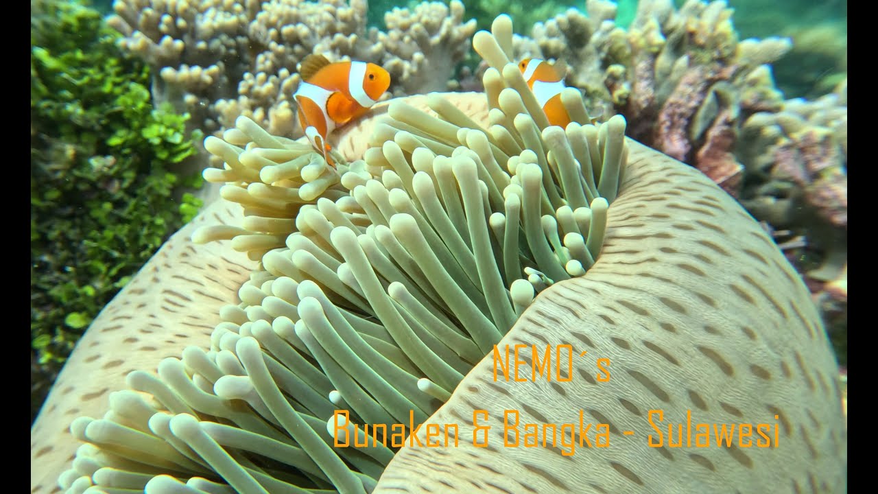 Clownfish - Anemonenfische - Nemo´s - Sulawesi 2024 - 4K