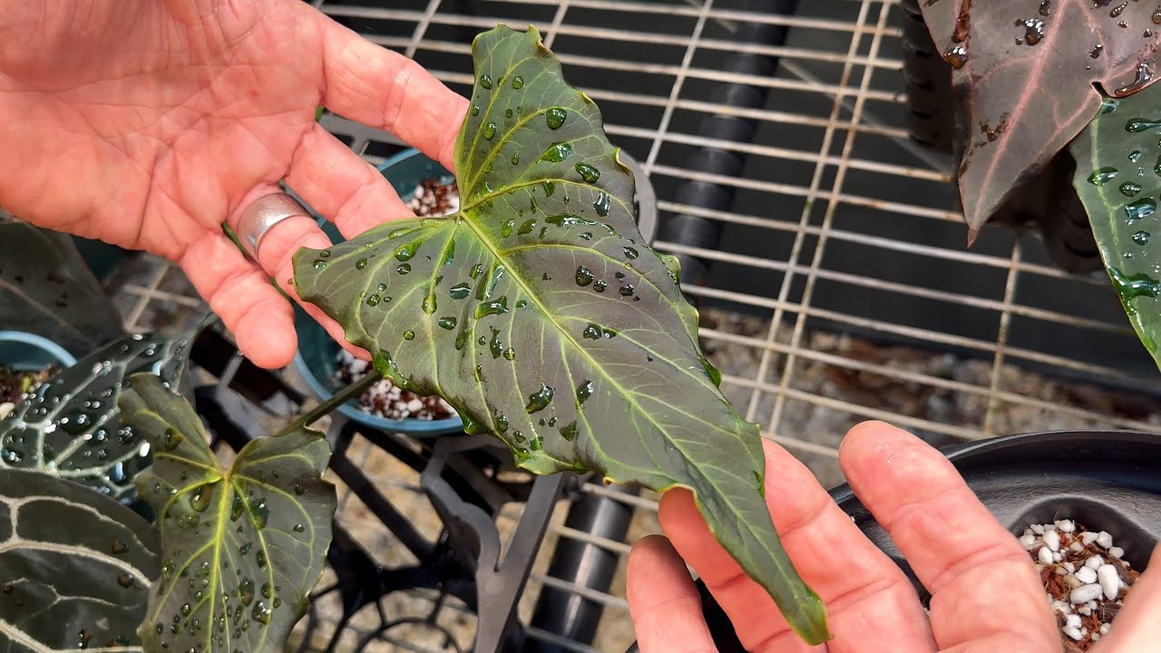 Anthurium Affairs with DocBlock - @OnlyPlants Interview