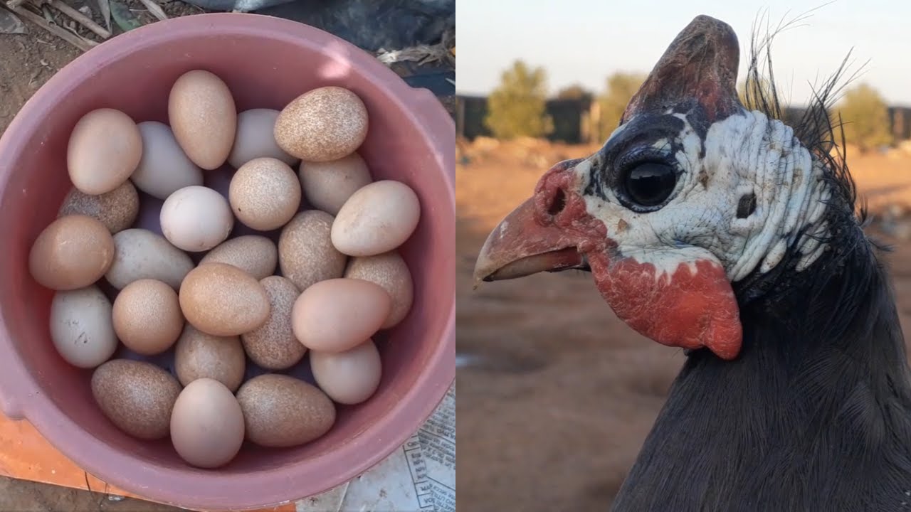 جمع بيض الدجاج الحبشي أو الفرعوني (القبج/الحجل)، تفاجأت بألوانه المختلفة !! Guineas EGGS Harvesting