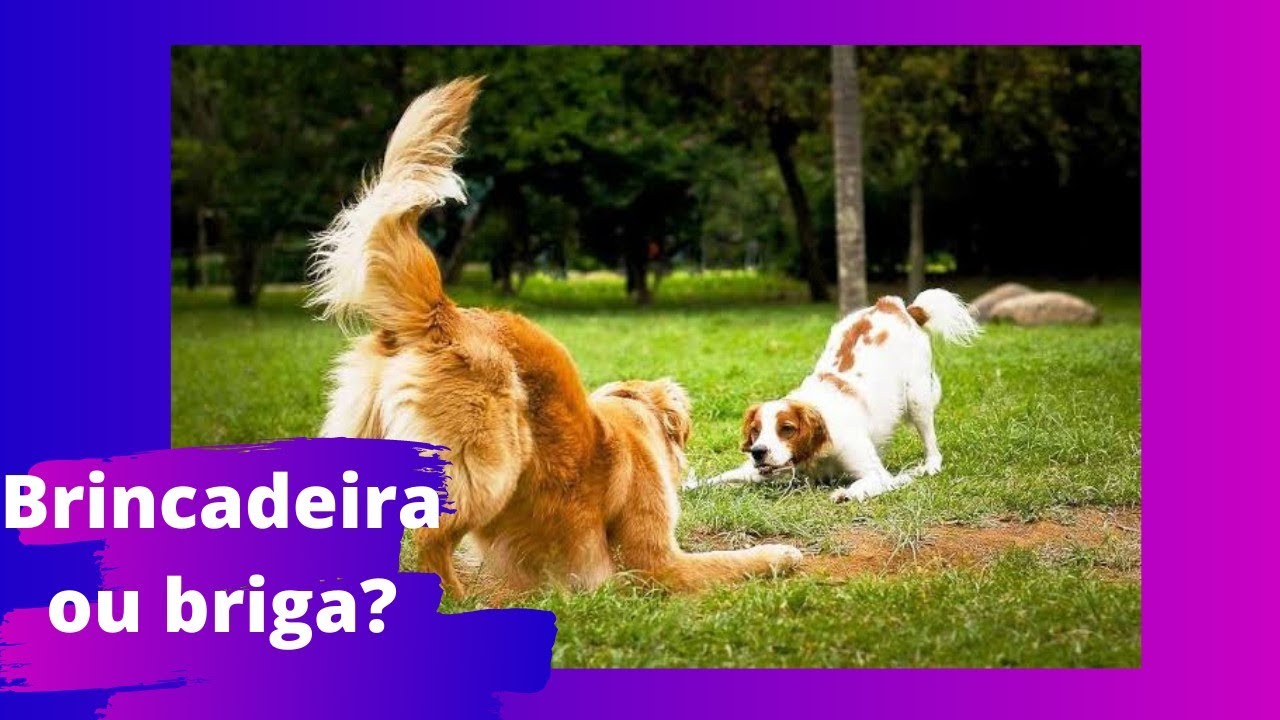Brincadeira ou briga?
