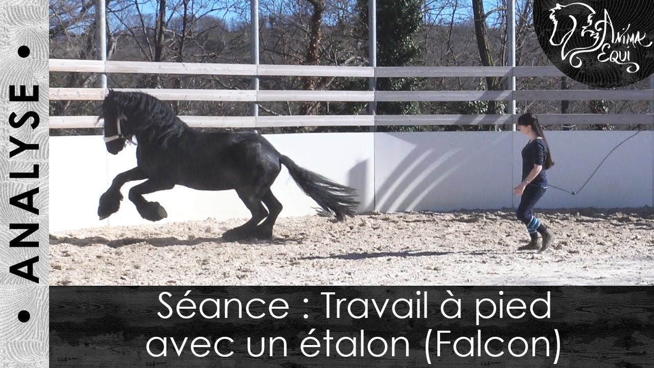 • ANALYSE • Séance : Travail à pied avec un étalon (Falcon)