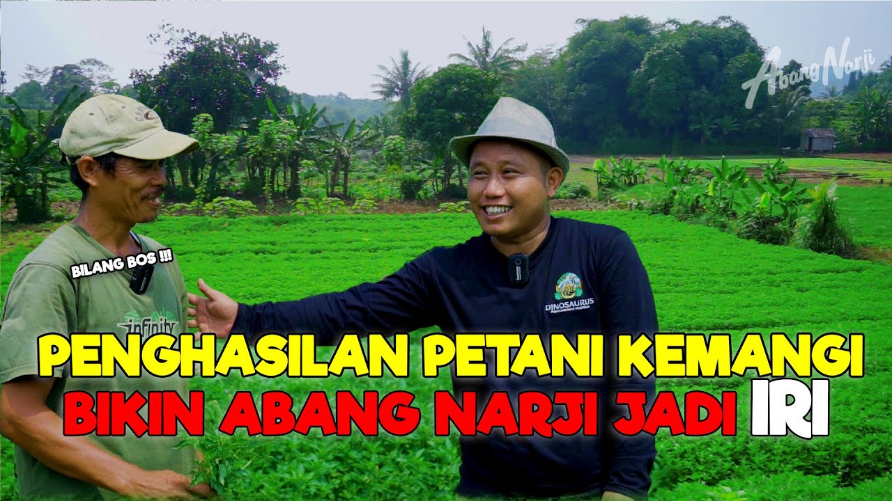 SUKSES PENGHASILAN PETANI KEMANGI BIKIN ABANG NARJI IRI || IRI BILANG BOS - JURAGAN LAHAN