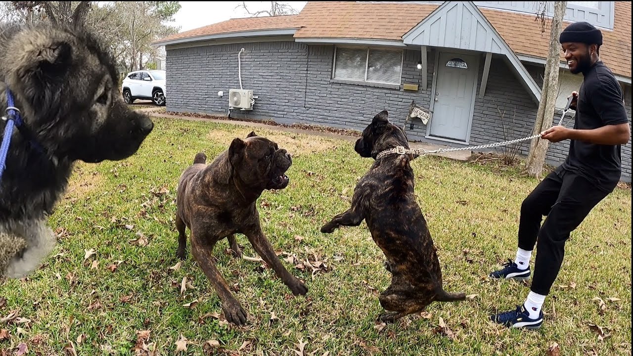 Wild Cane Corso Meets Massive Monsters At Training Drop Off | Obi