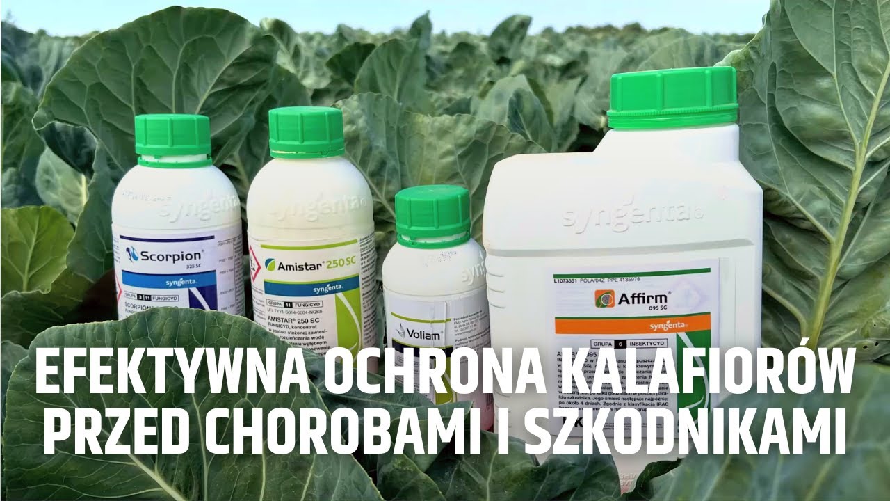 Efektywna ochrona kalafiorów przed chorobami i szkodnikami