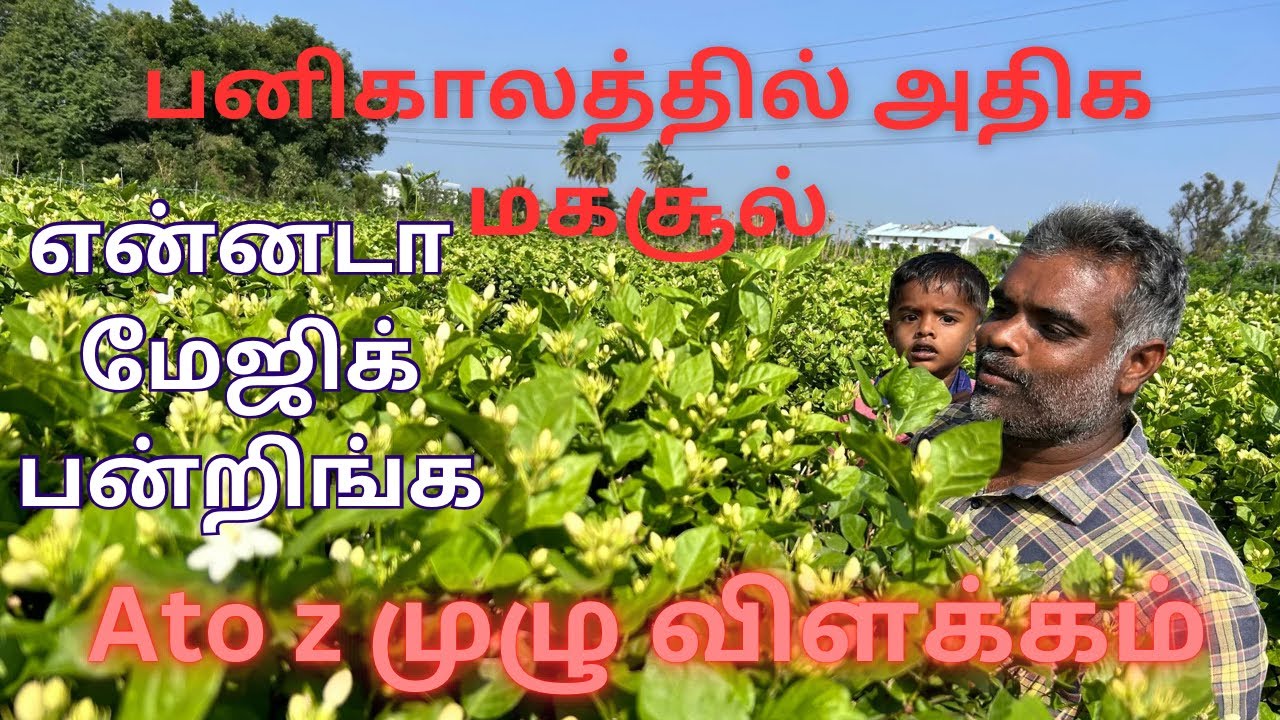 பனிகாலத்தில் அதிக மகசூல் பெற இந்த  தொழில்நுட்பம்#jasmine #winterseason #jasminecutemoments #விவசாயம்