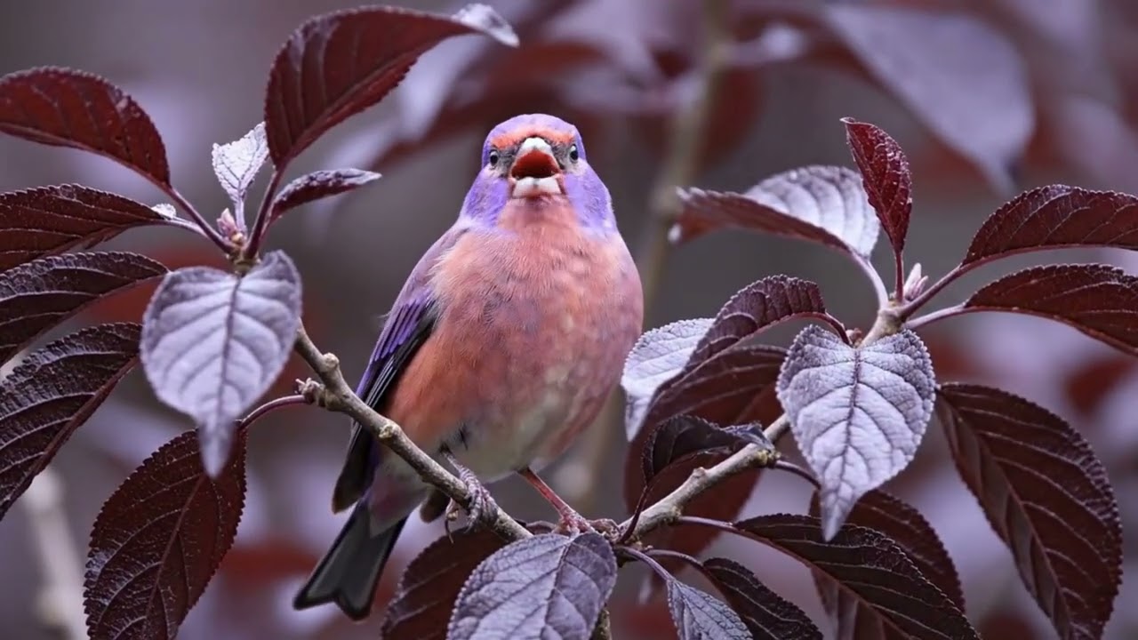 Colorful Birds in Their Habitat | Relaxing Natural Sounds Stress Relief, Relax & Unwind! #birdsong