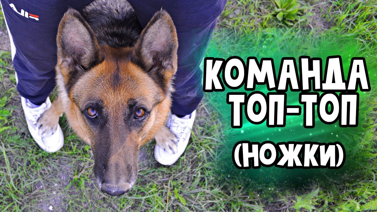 Как научить собаку команде 