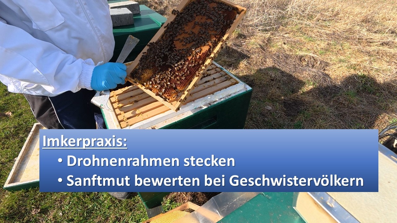 Drohnenrahmen richtig stecken & Sanftmut bewerten in Geschwistergruppen
