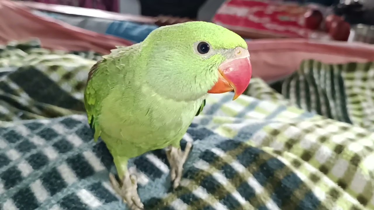 मिठु को ठंडा लग रहा है इसलिए कबल में घुस गया है 😍🦜❤ || Love You Leo || #loveyouleo #parrot 2026