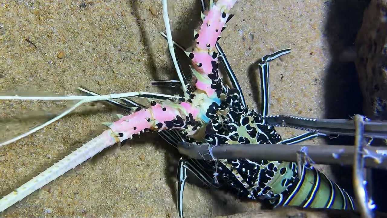 Diving under the sea to catch eels, crabs and sea cucumbers | Part 73-2