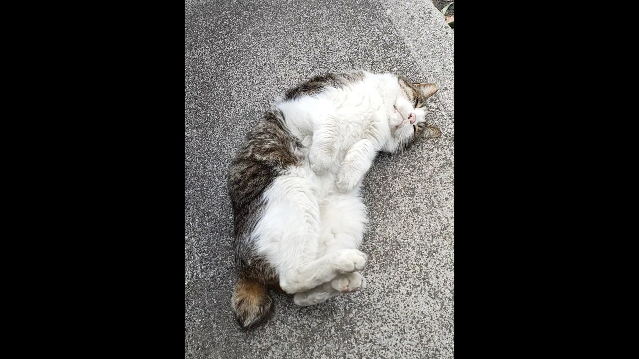 ♪むっちりボディ