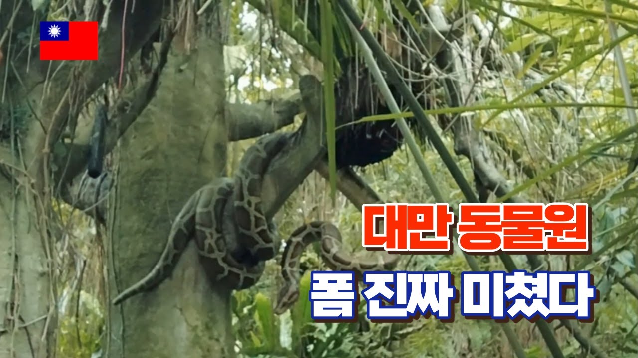 🇹🇼 타이베이 동물원 갔다 곤돌라 타보기