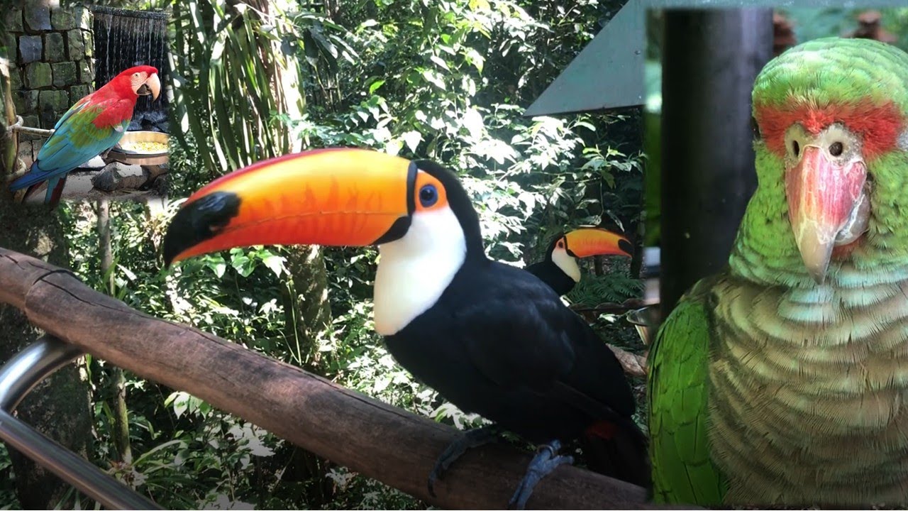 Bird Park in Foz do Igua&ccedil;u - Parque das Aves