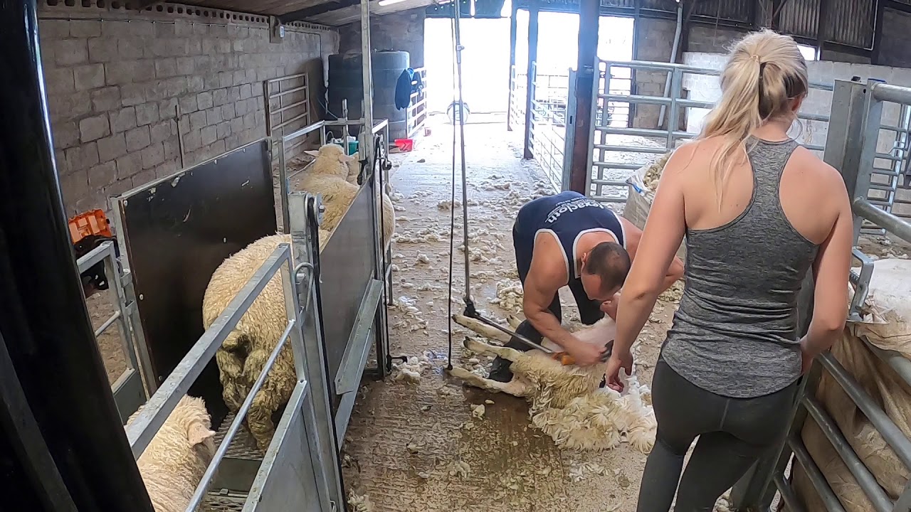 Lamb shearing!