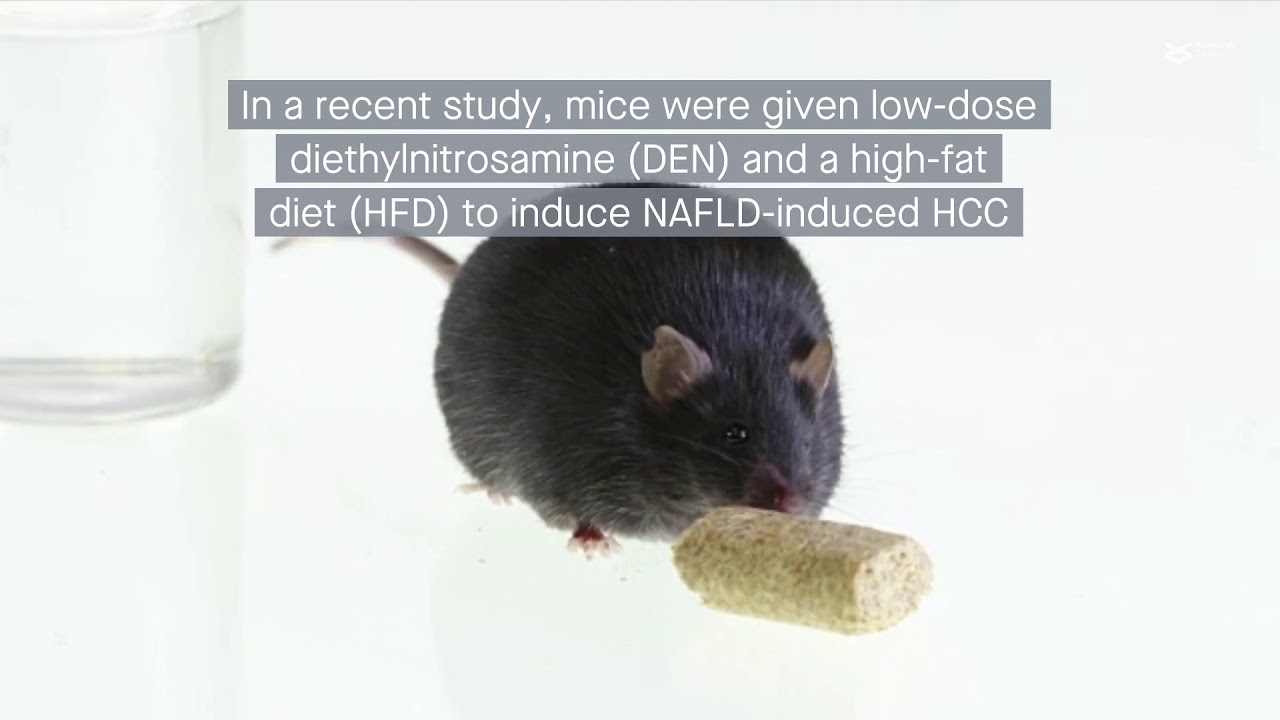 Nonalcoholic fatty liver disease is worsened by dasatinib and quercetin