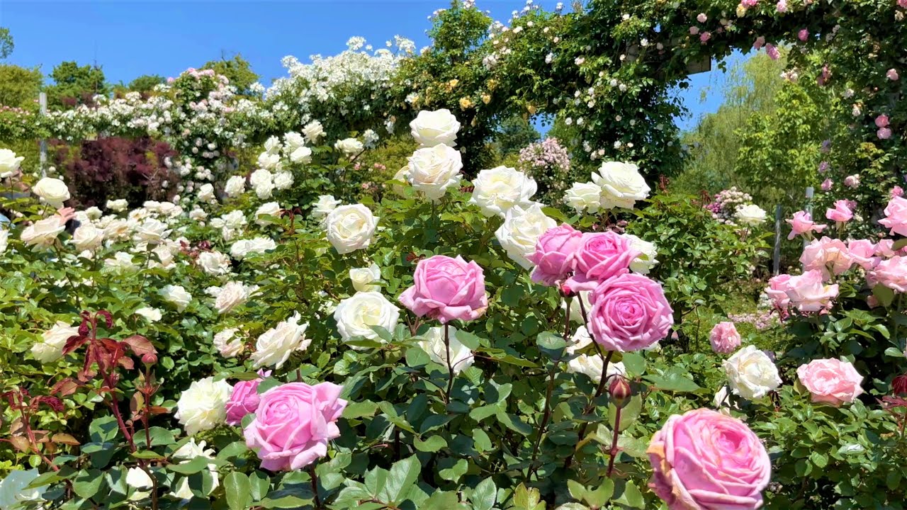 【4K】修景バラが満開♪京成バラ園 2023年5月16日 Keisei Rose Garden　Landscape Rose