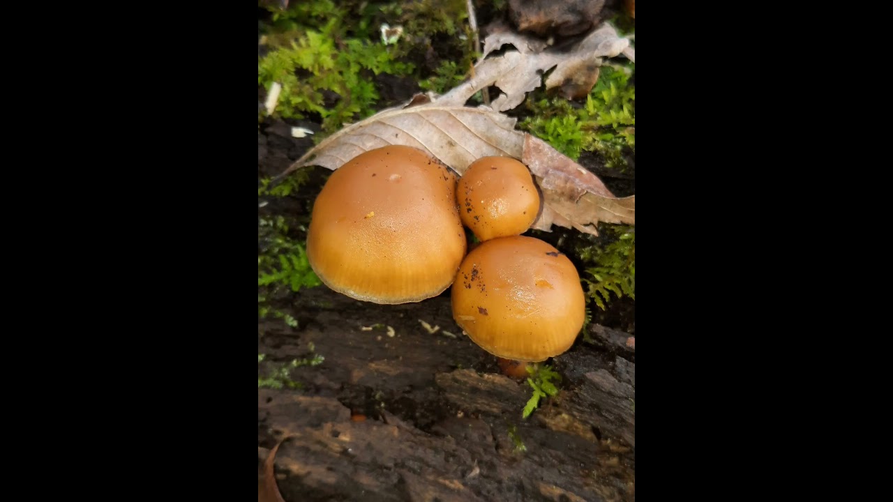 Deadly Galerina, the winter weed of fungi #mushroom #fungiphotography #forestlife