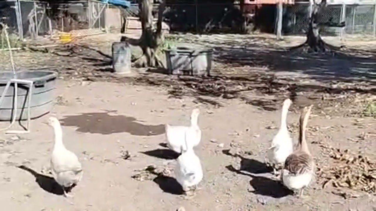 #viralvideo #animales #en #la #granja