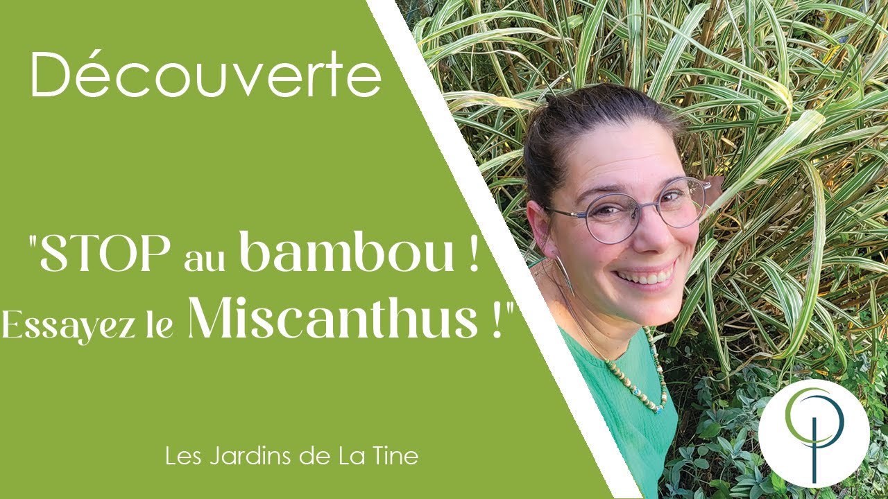 Exit les bambous ! Le Miscanthus, une haie vivace, graphique et écologique – Les Jardins de La Tine