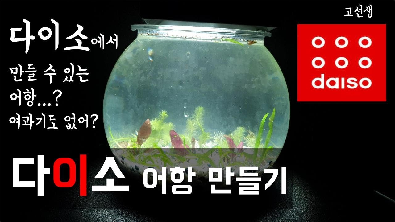 7000원이면 준비 끝...!? 여과기 없이 어항을 만들 수 있다? 다이소 어항 / 로우테크 / 무여과