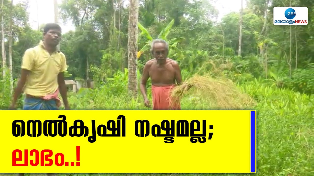 Kara Nel Krishi | റബ്ബർ വെട്ടി മാറ്റി കരനെല്ല് കൃഷി നടത്തി നൂറുമേനി വിളവെടുത്ത് കർഷകർ