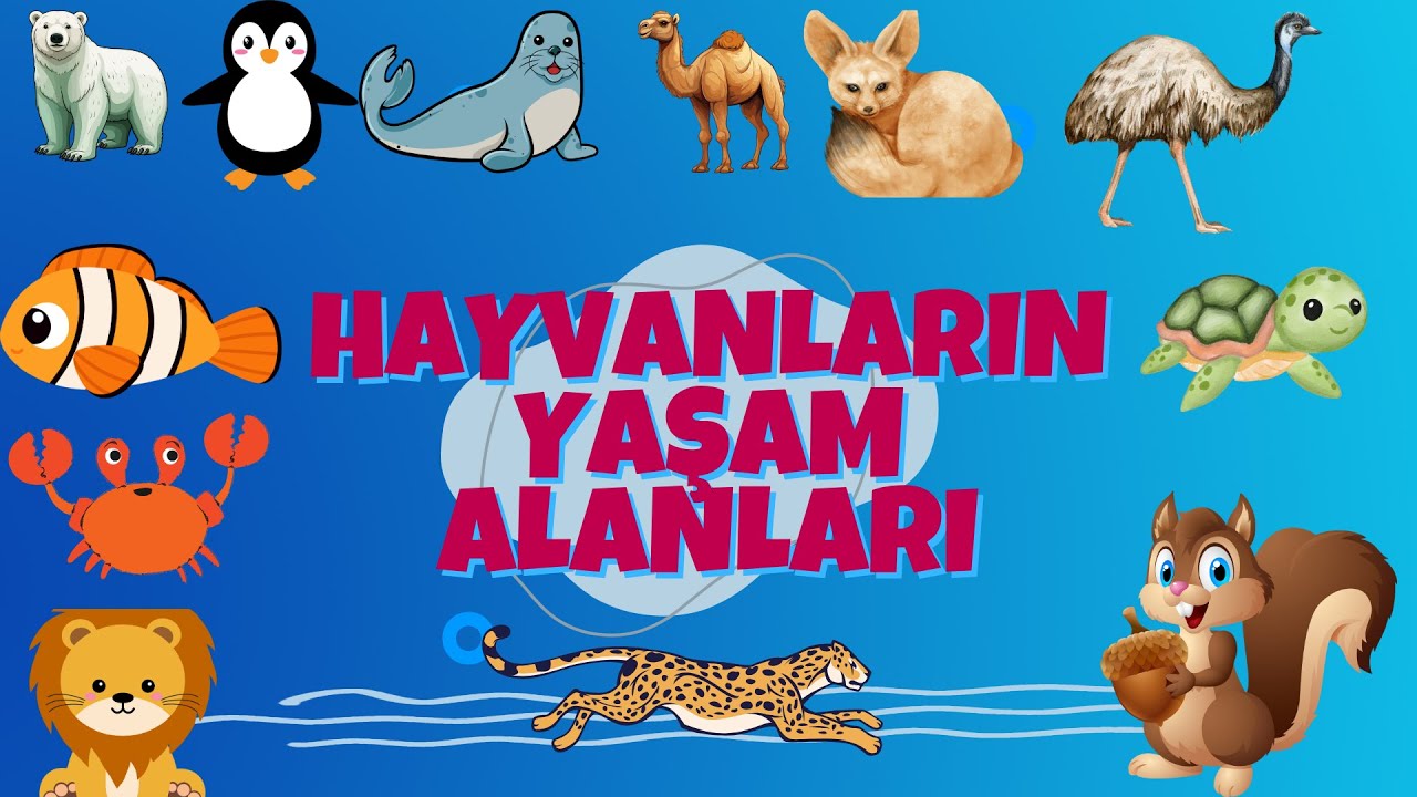 Hayvanların Yaşam Alanları - &Ccedil;ocuklar İ&ccedil;in Eğitici Video