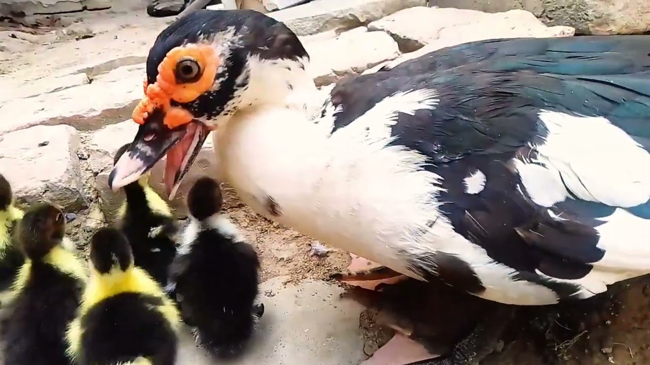 চীনা হাঁস পালন পদ্ধতি || বাচ্চা লালন পালন || China duck. China has.