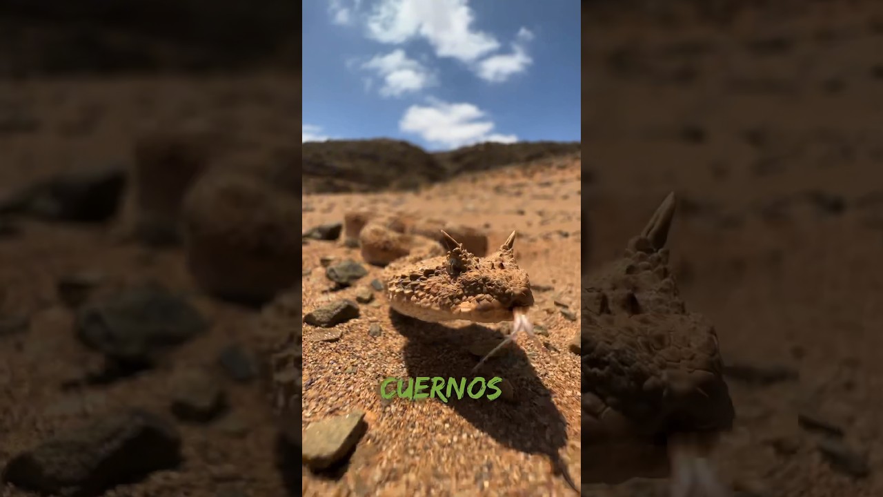 La v&iacute;bora cornuda del desierto #animales #viral #snake #serpiente #wild #rescue #rescate
