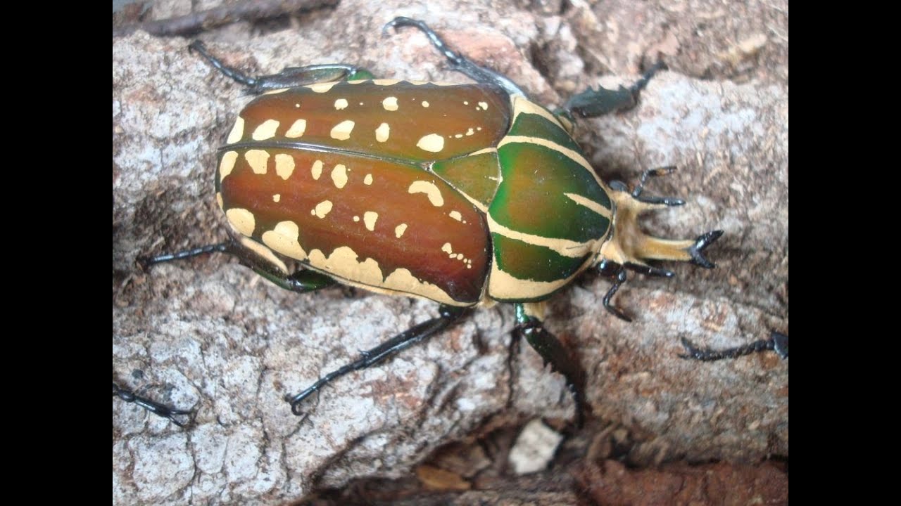 Mecynorrhina polyphemus confluens - Zucht und Haltung   Teil 1
