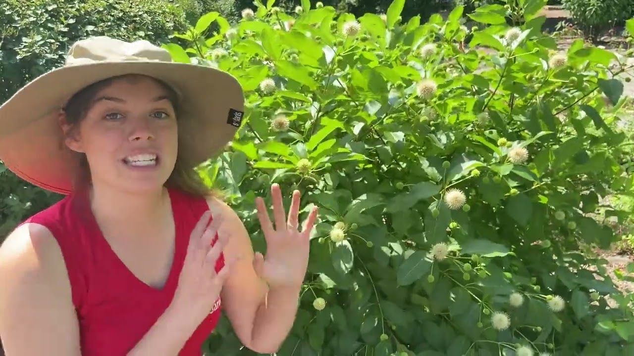 Why You Should Plant Buttonbush