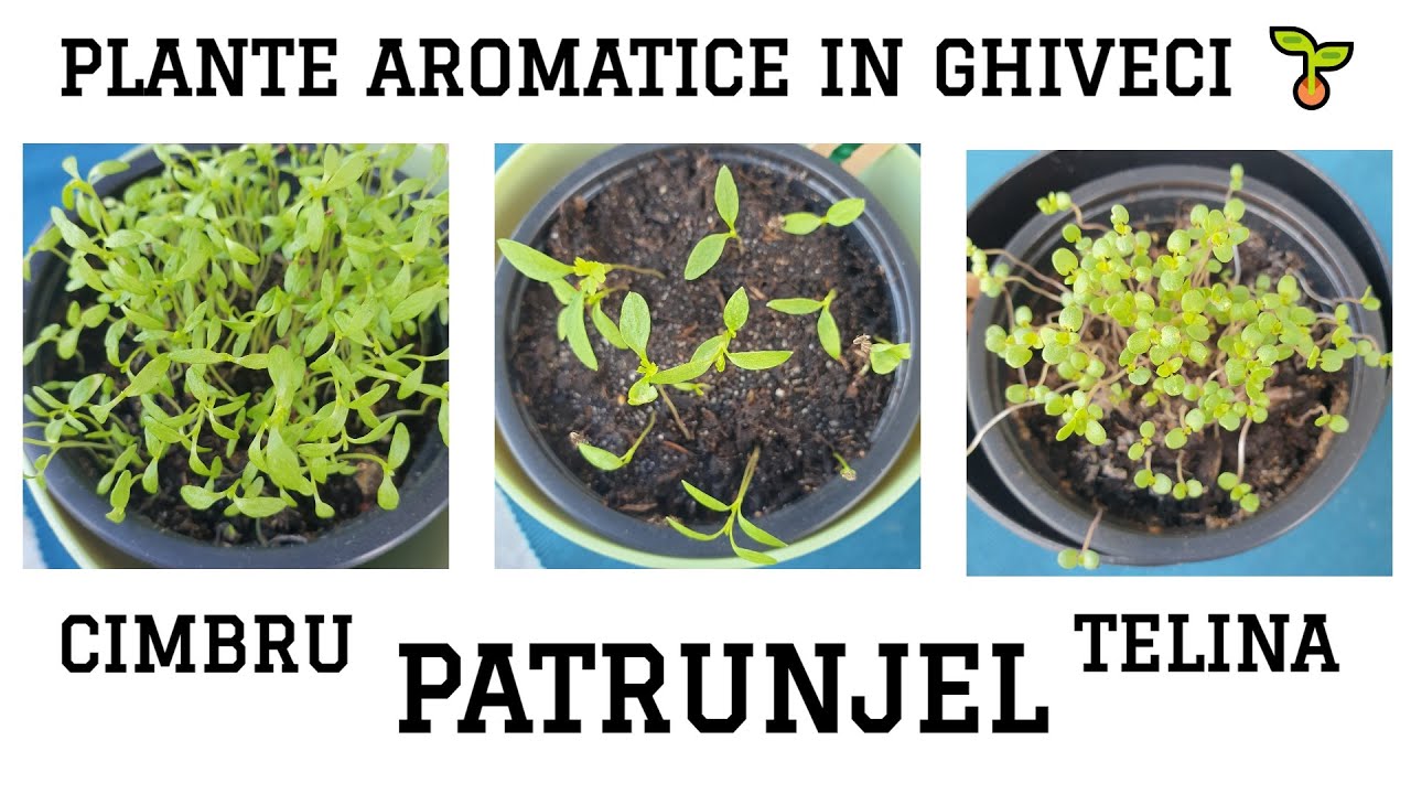 Plantare seminte Patrunjel la ghiveci Telina Cimbru Plante aromatice la ghiveci de crescut pe balcon