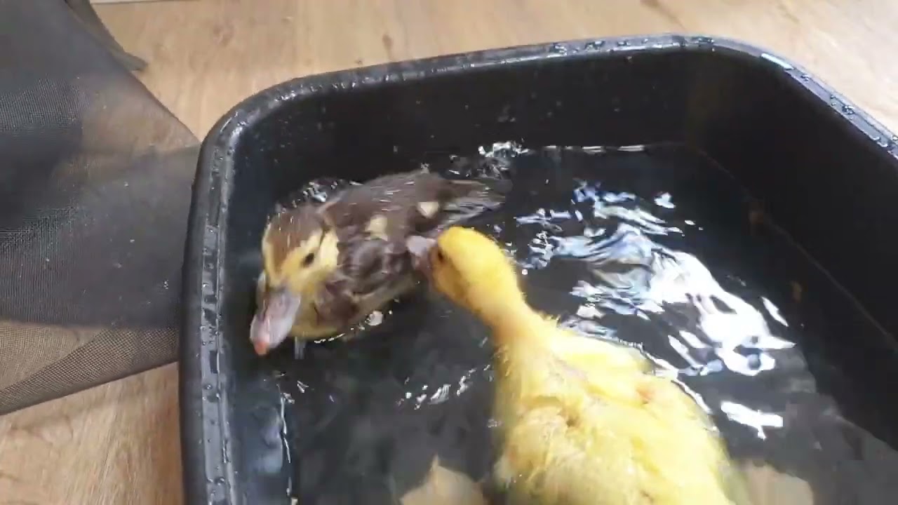 Baby ducks bathtime 🛀 😍 ♥