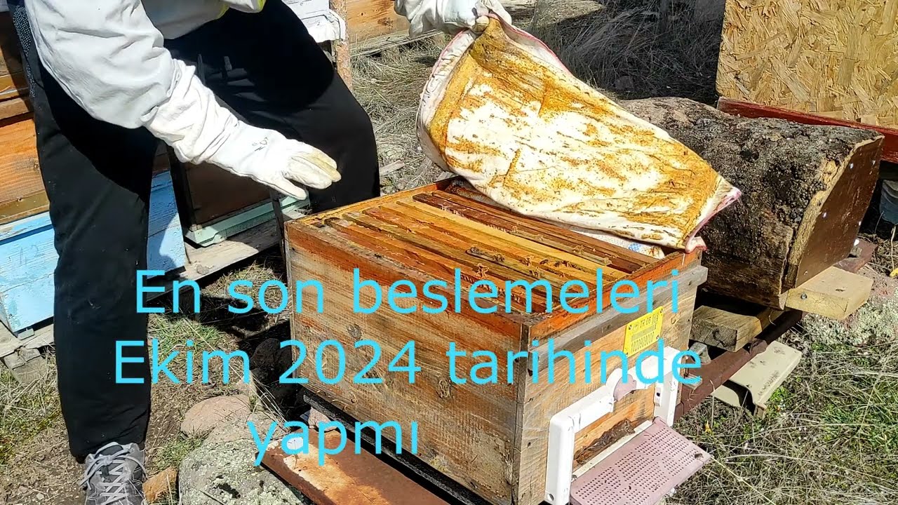 2025 ilkbahar bakımı - Kıştan çıkan kolonilerin durumu.