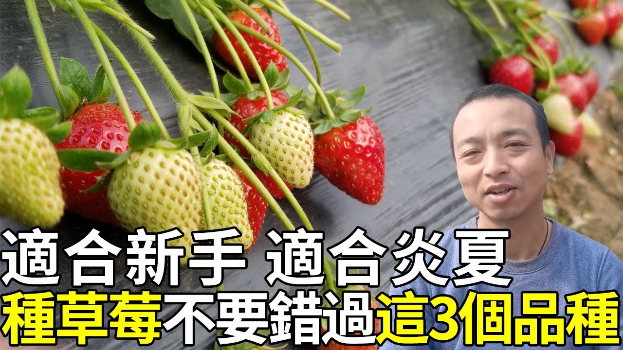 草莓种植户分享，现在要种草莓，最推荐的3个品种【手艺人飞羽】