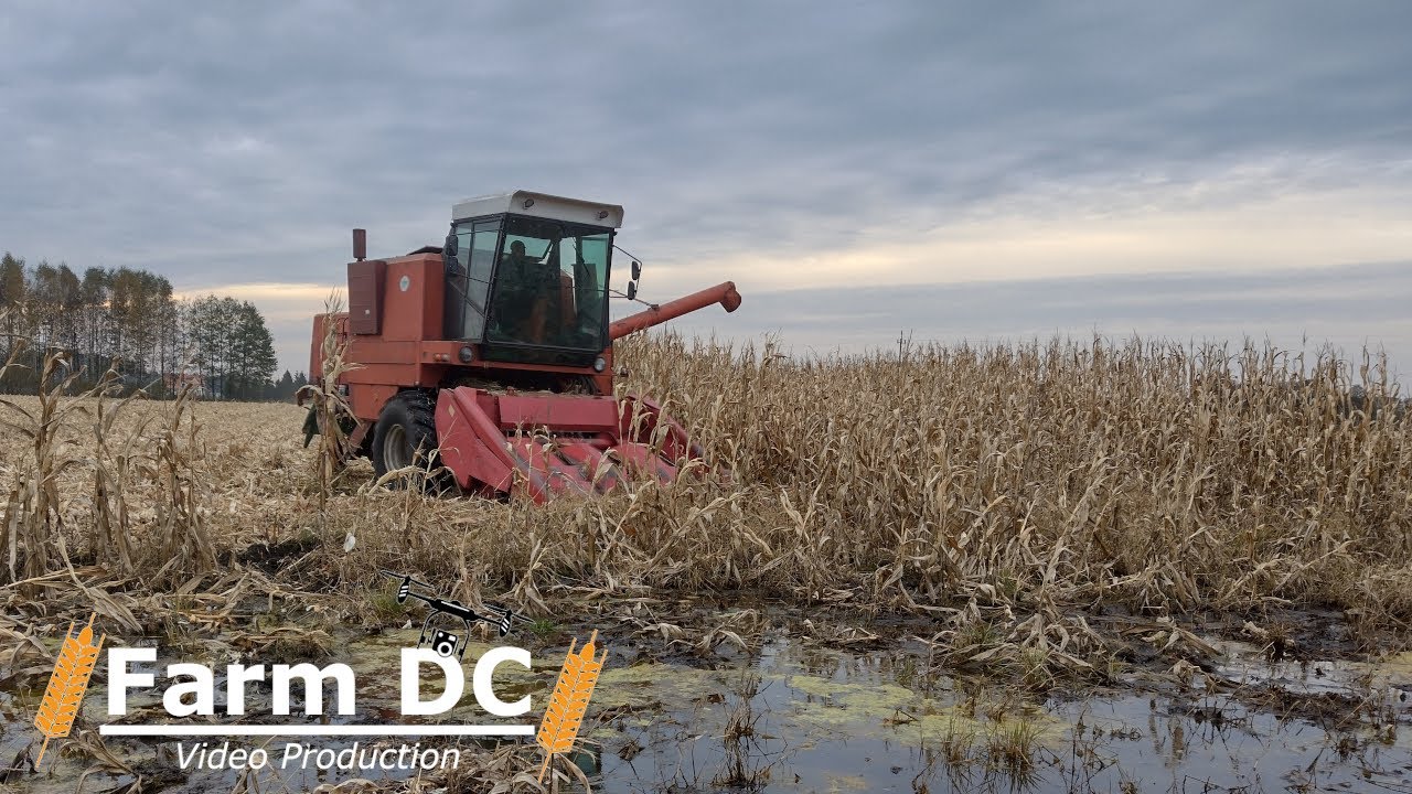 😱 BIZON w bagnie ! 🌽Kukurydza na ziarno 2021 w ekstremalnych warunkach ! 🔥BIZON Z056 & Geringhoff ㋡