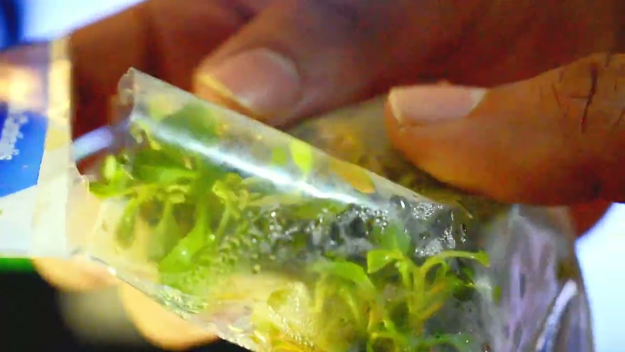 Unboxing of TiCi Tissue Culture plants