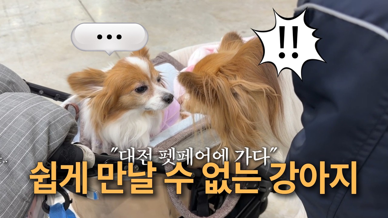 자기랑 똑같이 생긴 친구를 만났을 때 강아지의 반응 💭