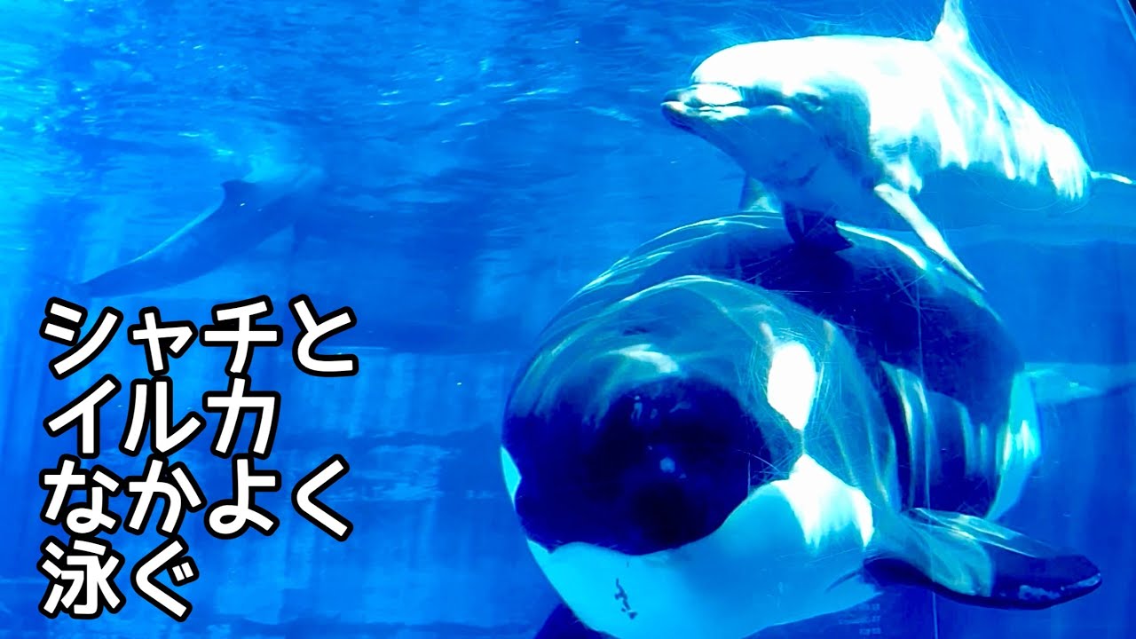 シャチのリンちゃんとイルカのビビちゃんとルルちゃん【名古屋港水族館】Orca Lynn-chan Dolphin Vivi-chan Ruru-chan 