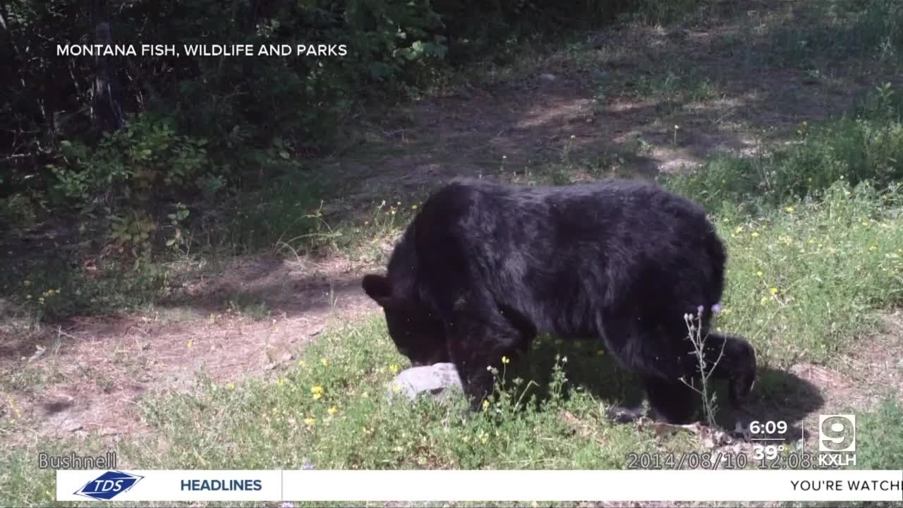 Several bears hit by vehicles in recent days in Montana
