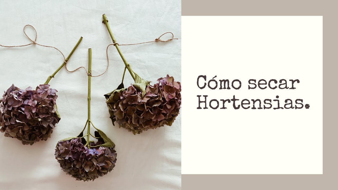 CÓMO secar HORTENSIAS.